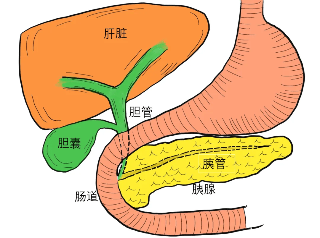 肝总管和胆总管示意图图片