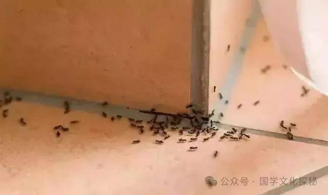 家里有蚂蚁，风水上的讲究你知道多少？破财、健康受损，不可大意！_问题_家人_家庭
