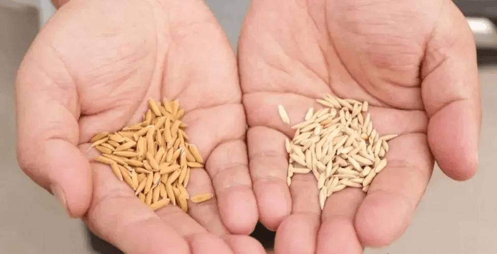 原创间谍窃取我国杂交水稻亲本种子这些种子为什么会被国外盯上