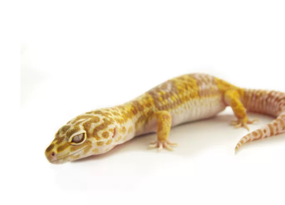 豹纹壁虎的11种不同变形