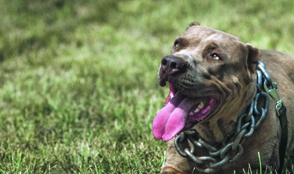 拥有军人般纪律的神秘猛犬完全人工培育无父无母部队专供犬