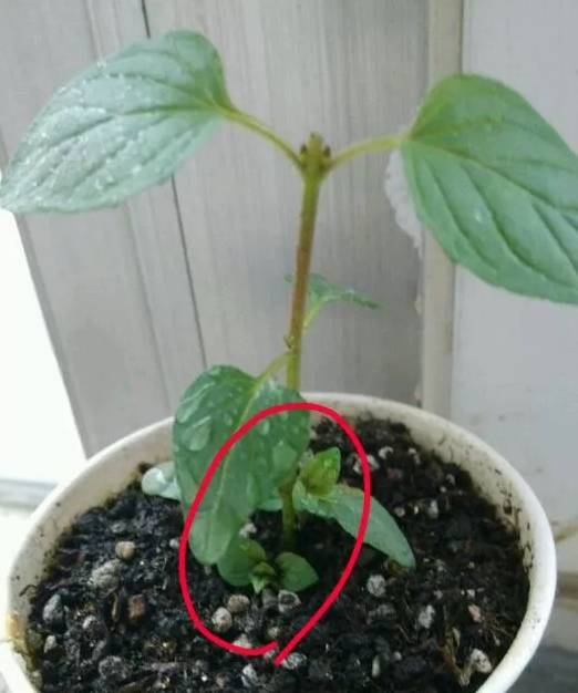 1,对待薄荷,有一种方法叫做"摘心打顶",不能让它一味地往上长.