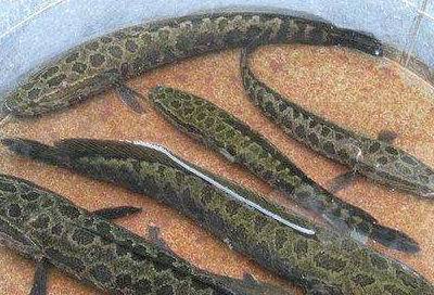 就比如说在我们日常生活当中最常见的猪鸭鱼肉这些东西,可以说是人们