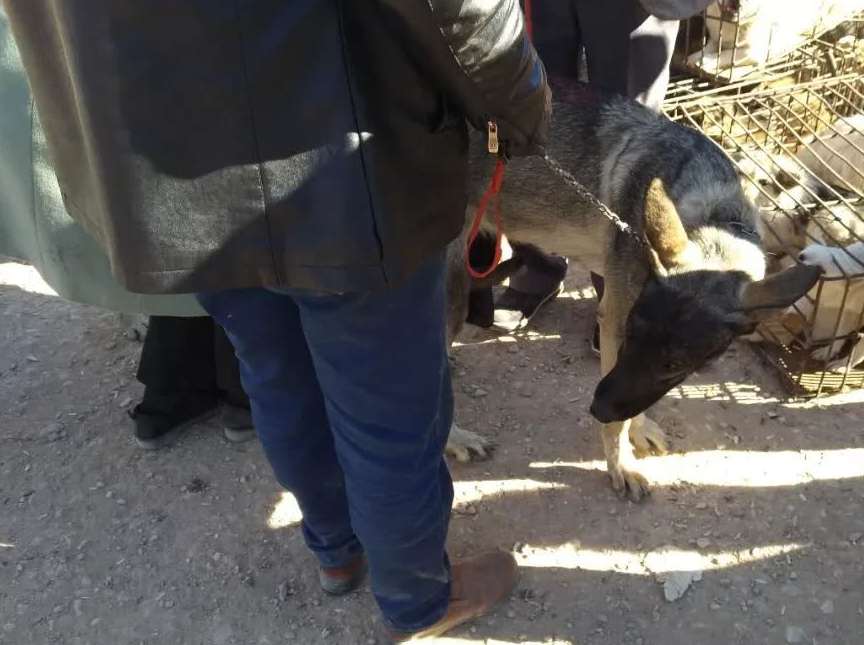 原创肉狗商贩卖一只狼青喊价900元许多买主认为价格不合理