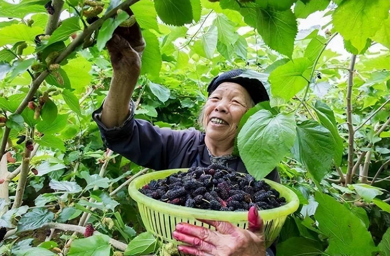 棘小白桑葚原浆是最好最纯正的桑葚原浆吗品味大自然的馈赠