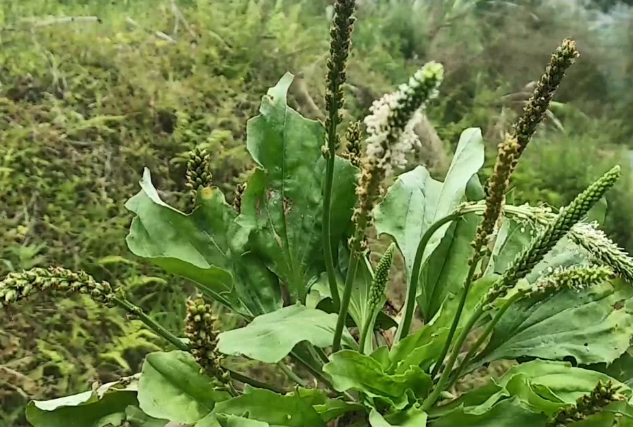 车前草照片图片