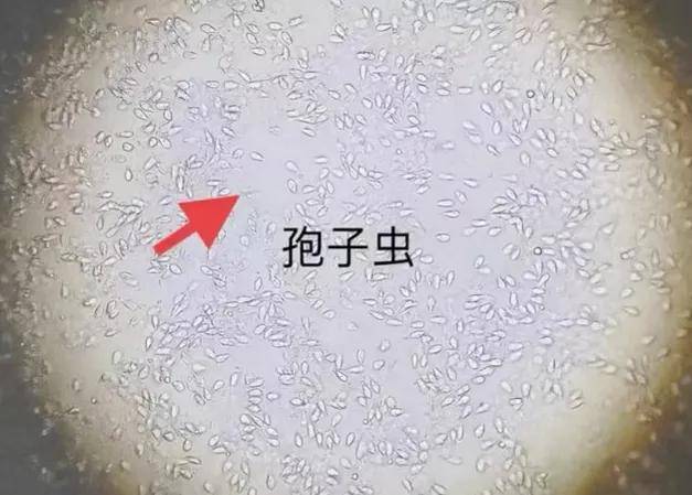 虾农必看丨对虾感染孢子虫,是直接排塘?还是继续养?