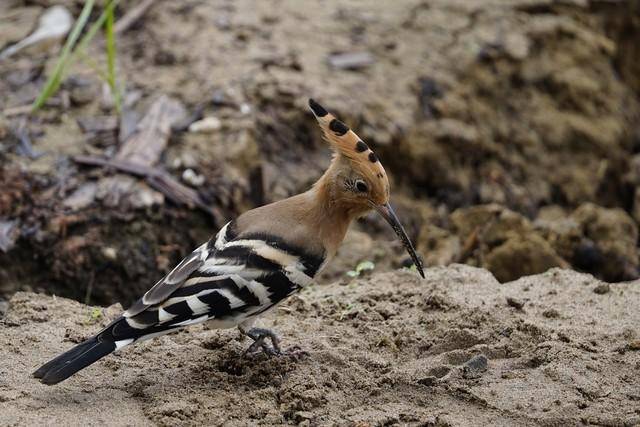 棺材鸟戴胜有多臭在粪便中长大臭味熏天为啥还是吉祥鸟