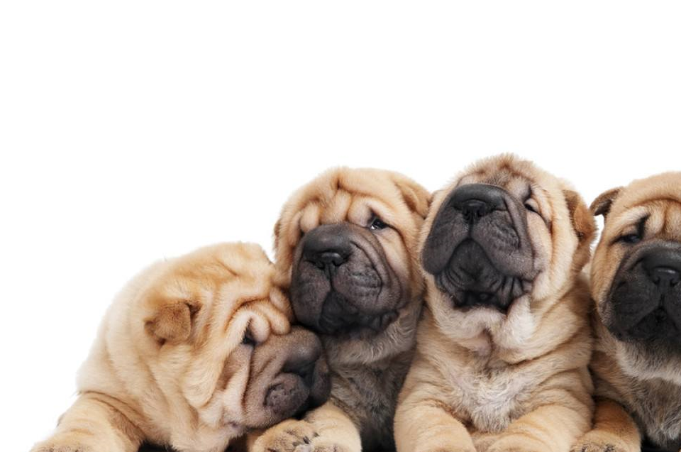 原创此犬是中国第一斗犬曾与美国斗牛犬相当在美国掀起潮流