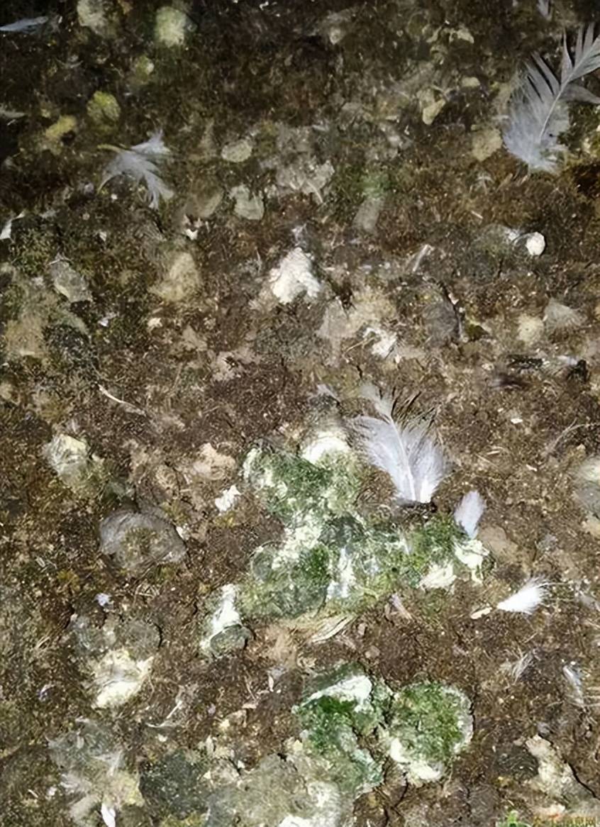 本文告诉你_粪便_补充_问题