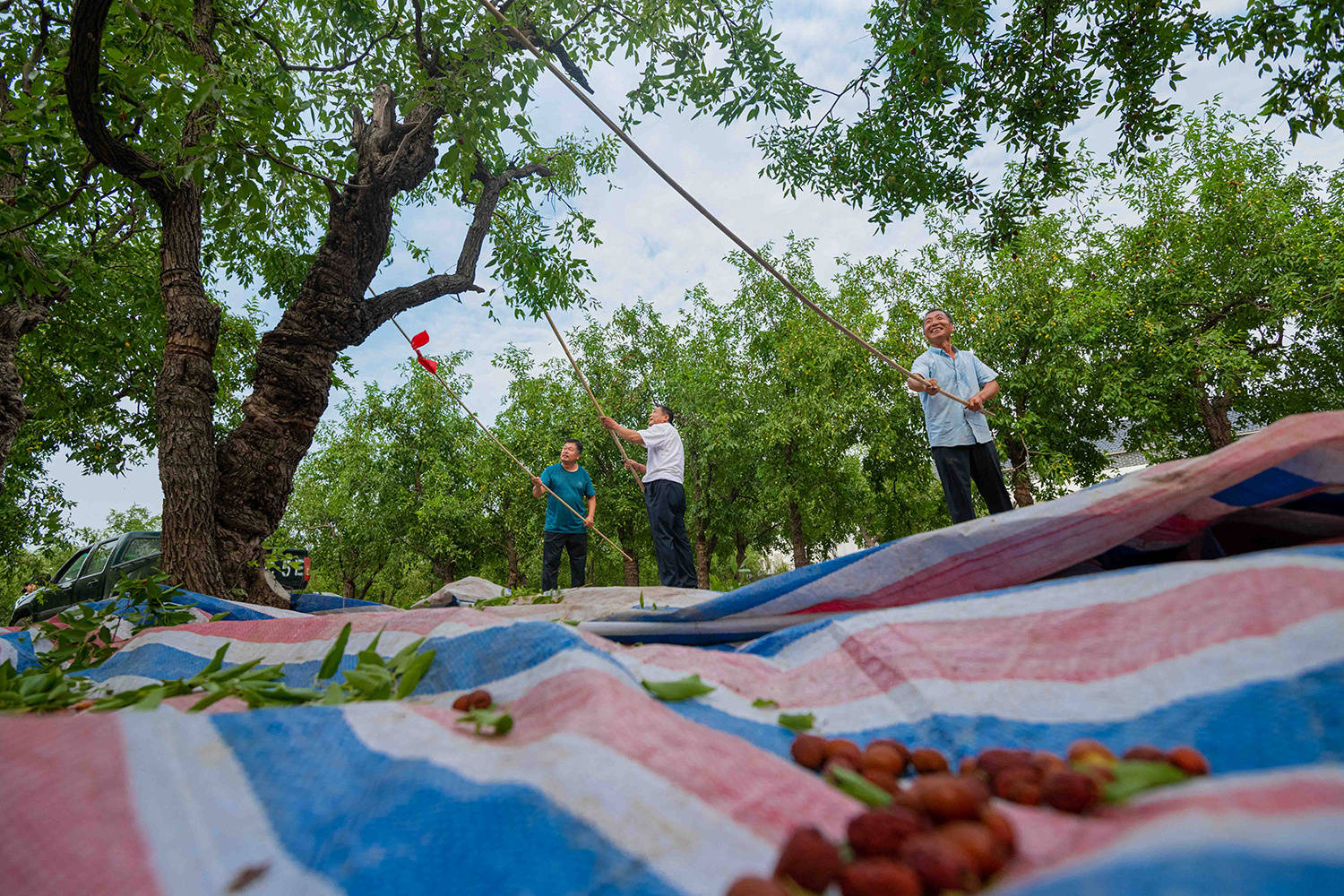 小枣黑化技术由山东农业大学黑化红枣精深加工团队以黑化