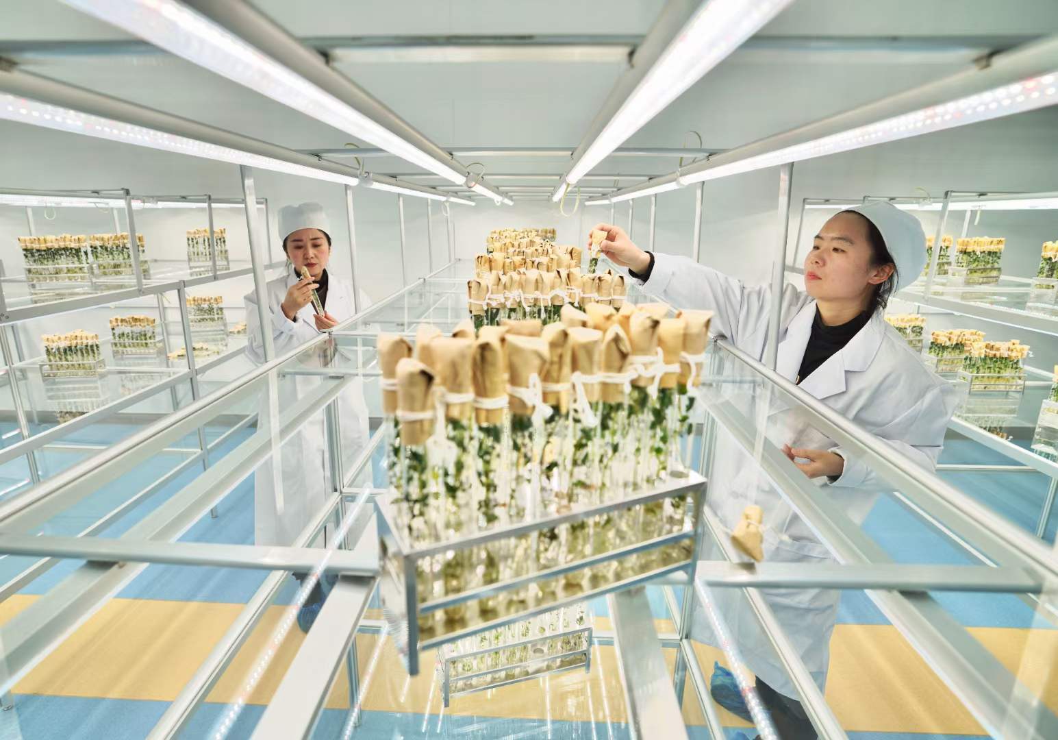 我国首批航天耐盐碱马铃薯种子交接完成_育种_选育_基因