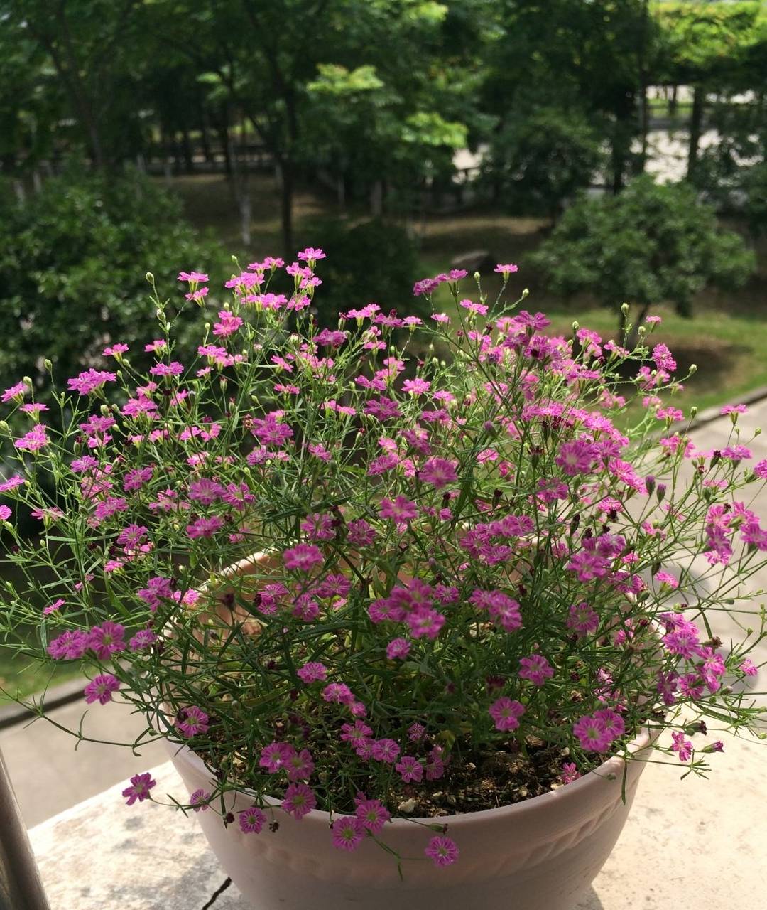 漂亮又好养,四季开花爆盆,春季养花首选_品种_吉普赛_满天星