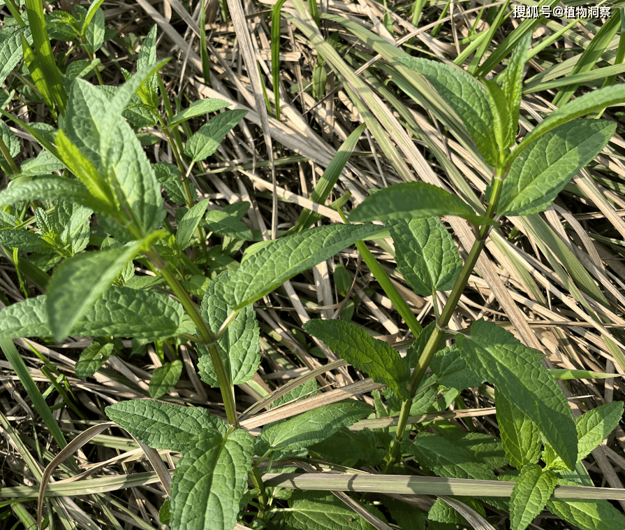 水苏又称鸡苏香苏有3大作用价值极高农民朋友要了解