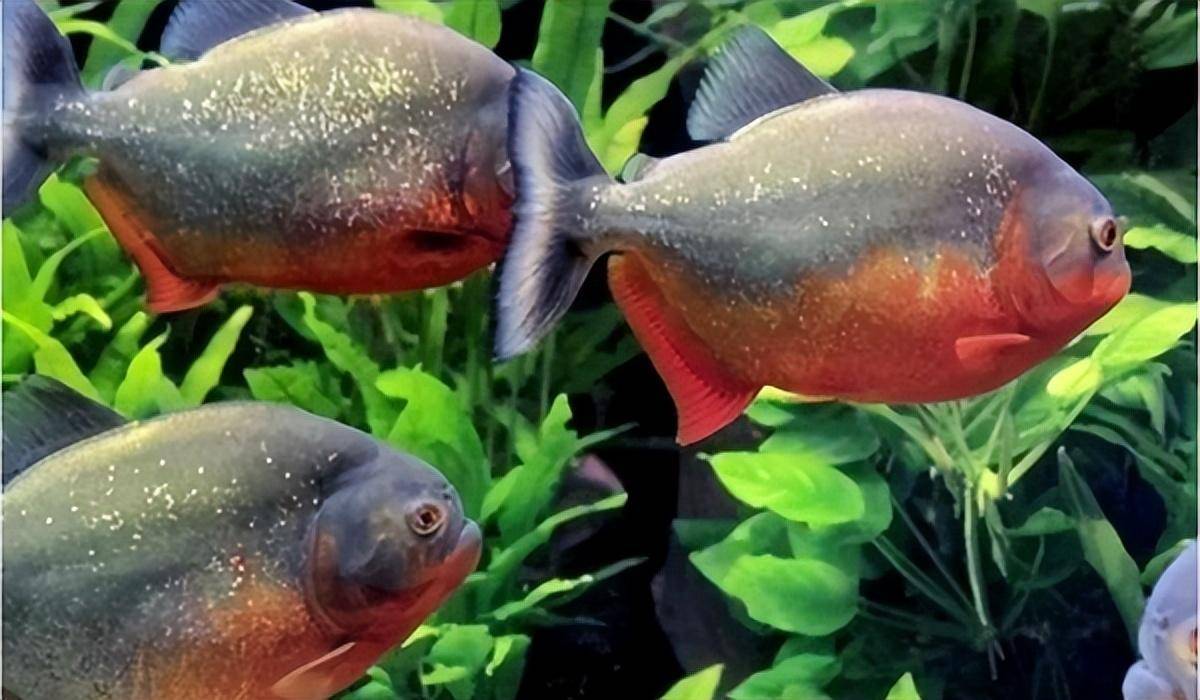 在过去的一段时间里,就曾经发生过多起食人鱼袭击人类的事件,而那些