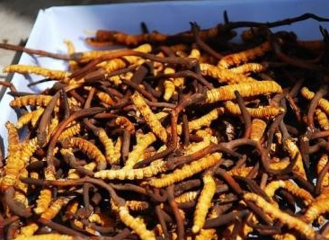 冬虫夏草没有传说中那么神?冬虫夏草只有保健功能