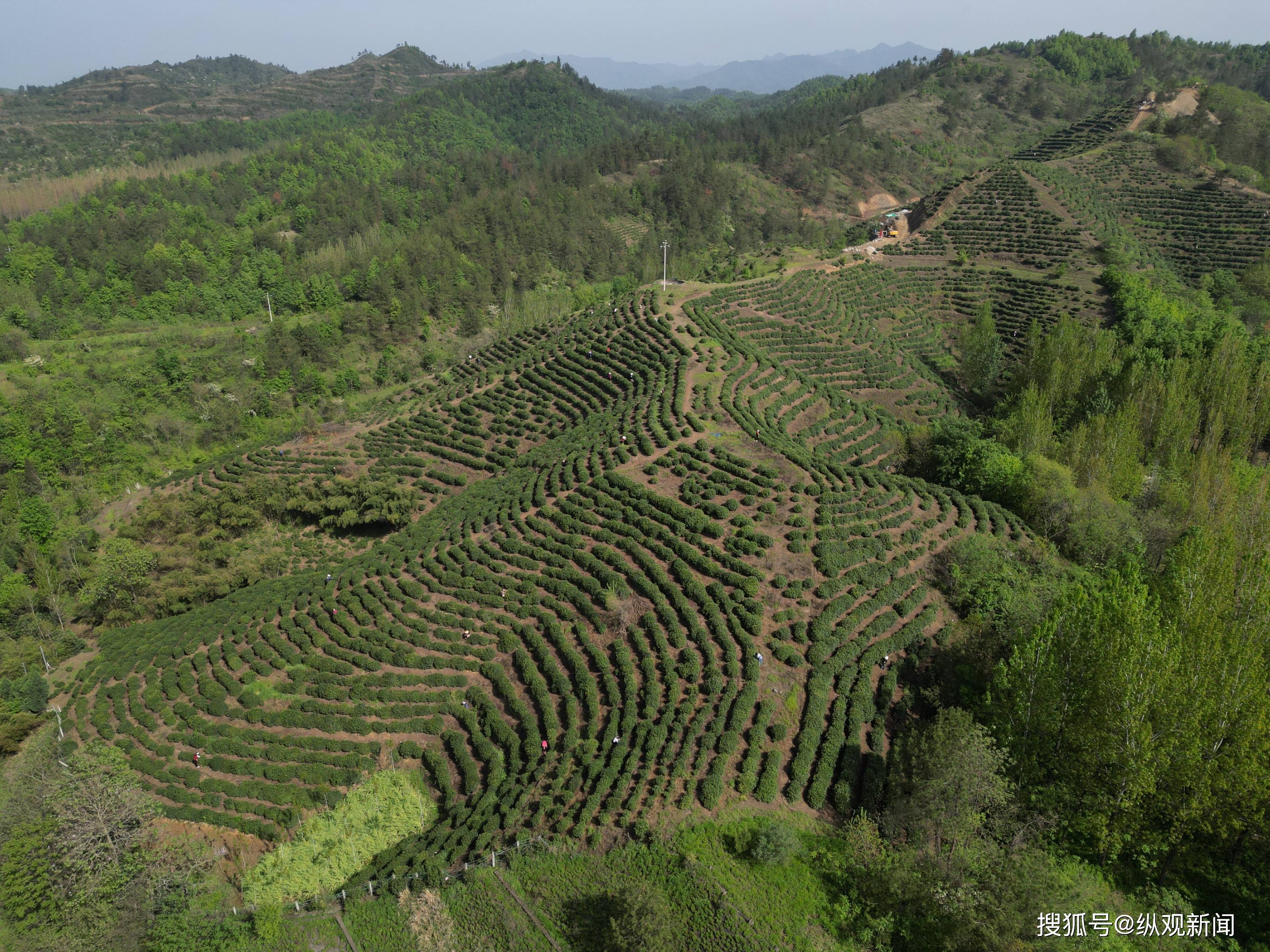 西峡县西坪镇黑漆河村:茶旅融合,绘就乡村振兴新画卷