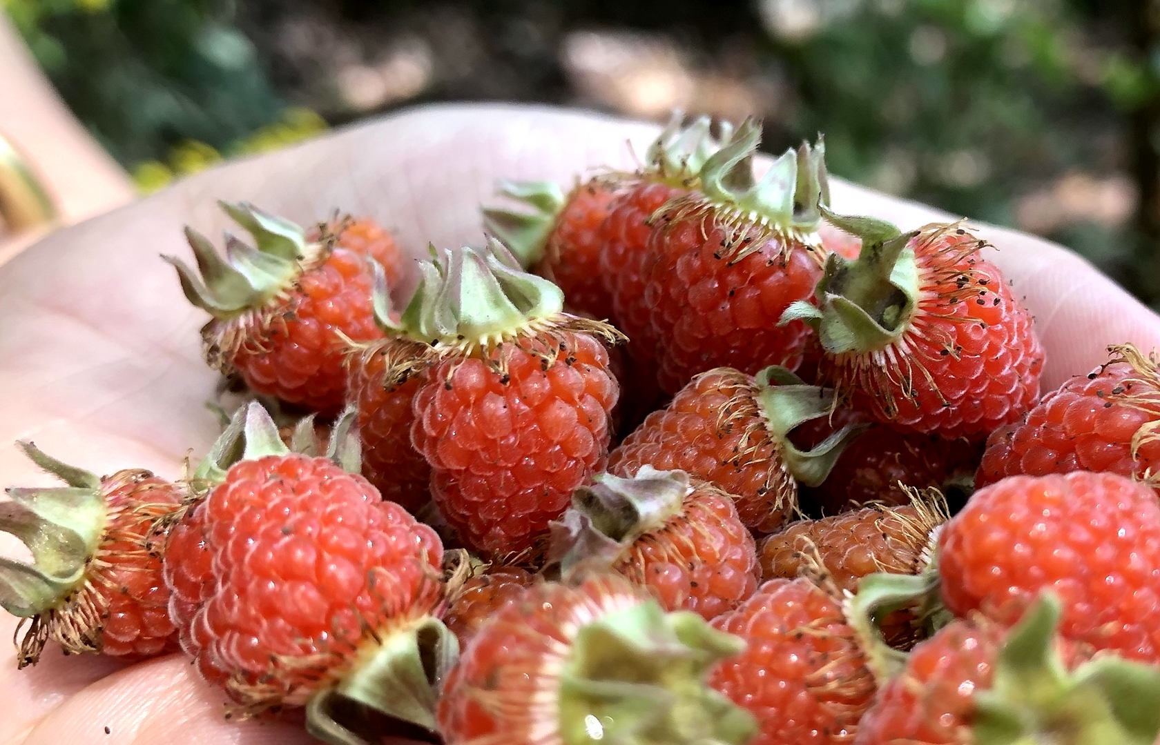 农村长大的孩子,更能体会野果采摘的乐趣_多汁_藤蔓_老家
