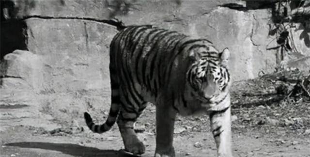 一生打死305只老虎,到死也不透露秘药配方_猎虎_我国_弓箭