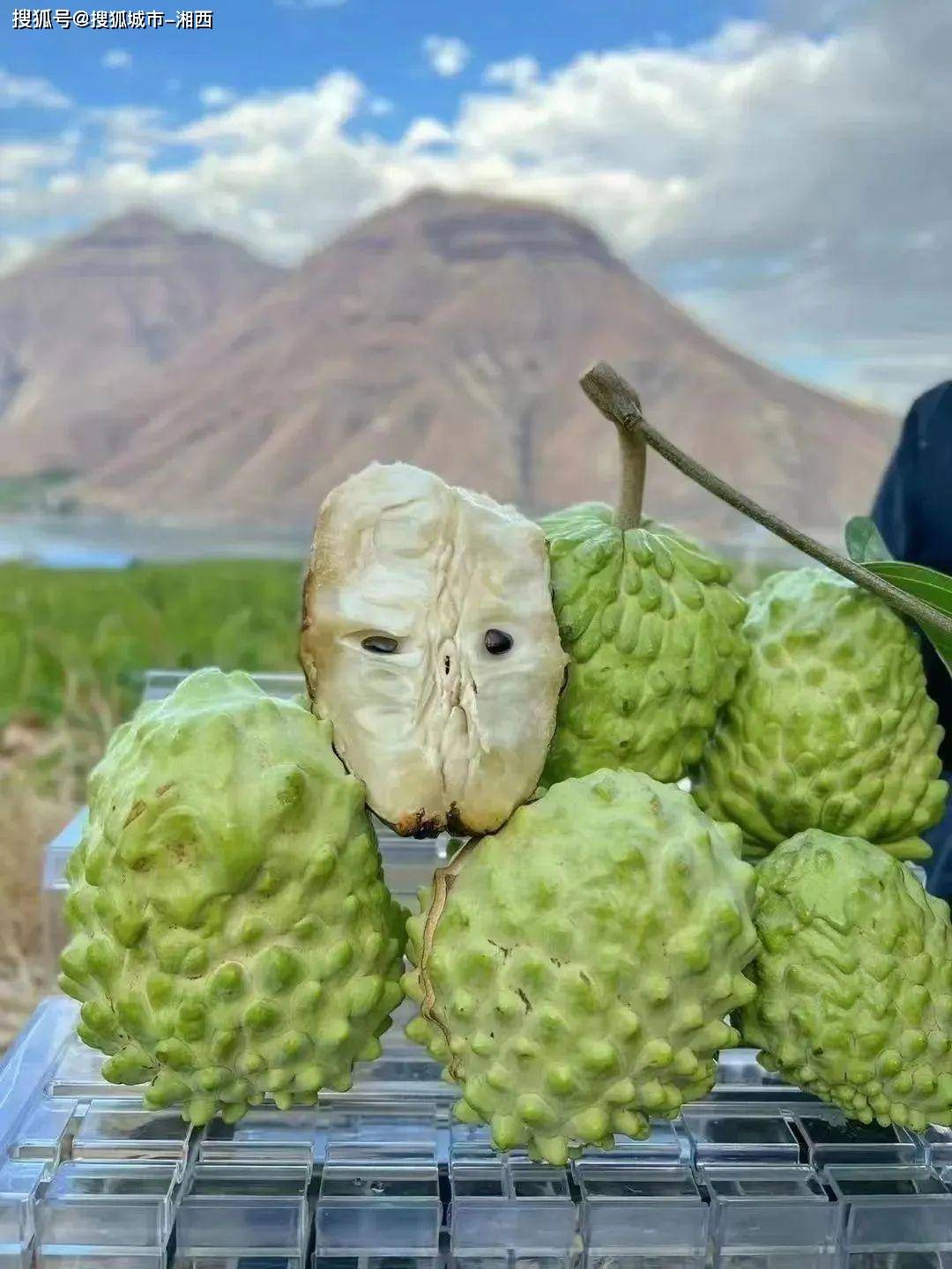 为聚生果因此人们把它定名为释迦果它的外表很像佛像头部释迦果是一