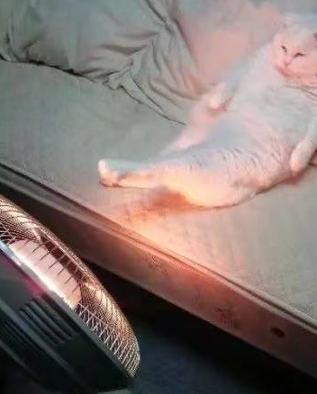 冬天到了,盘点喵星人取暖的7种方式,看到第5个我被暖到了_猫咪_地方