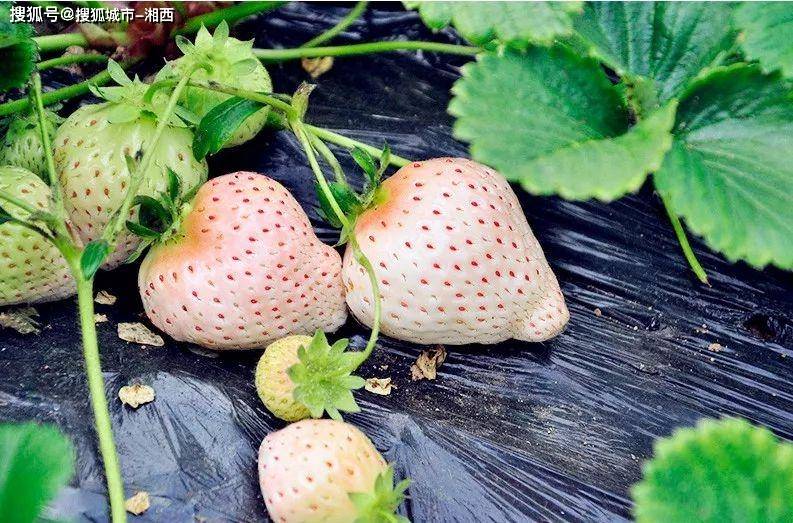 即是九峰草莓基地南羊镇草莓基地在宜良县南羊镇花园村,这里种植草莓