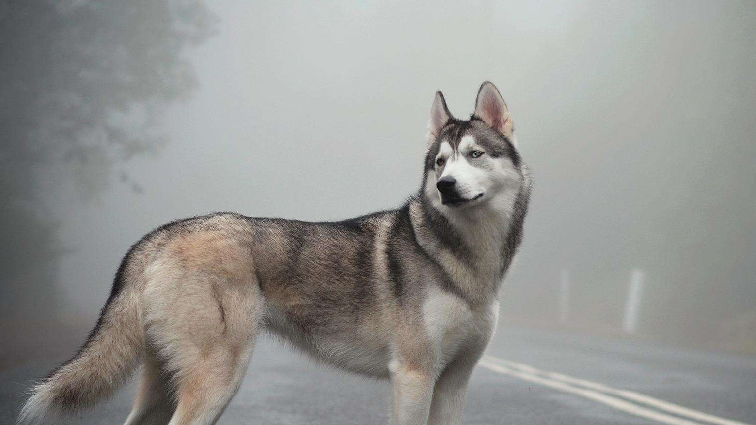 壁纸 动物 狗 狗狗 1536_864