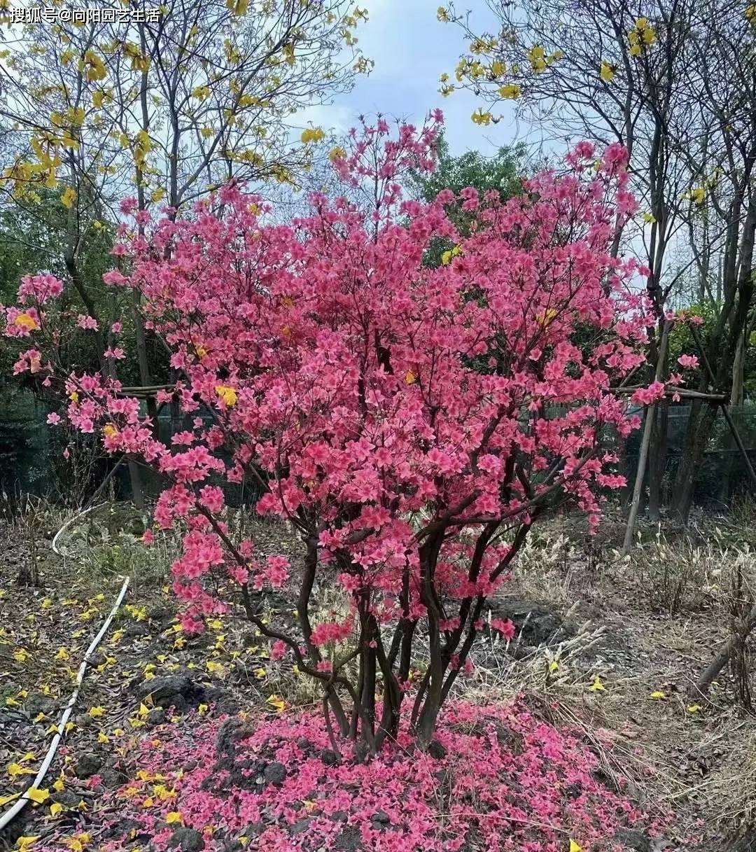 燕山红树图片图片