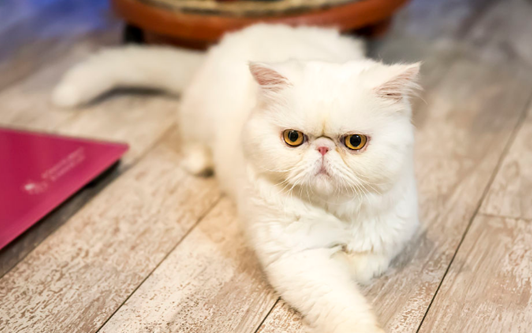 美国短毛猫英短蓝猫如今很