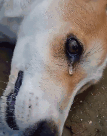 头皮发麻,猖獗毒杀家养犬,只为牟利_狗狗_食用_因为