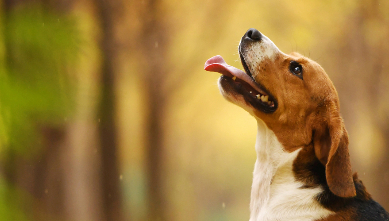 不是一个单独的品种,一般把成年后身高不超过35厘米的犬种称为"宠物狗