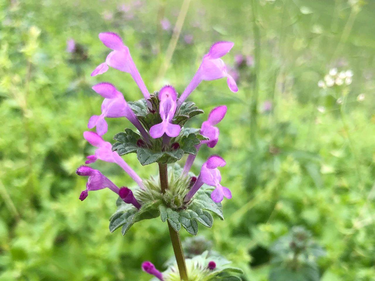 这野草叫"珍珠莲",农民见到就除,实则价值高,祛湿效果很好