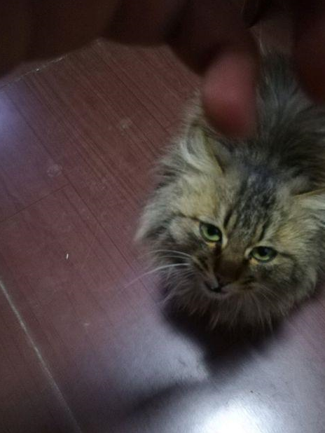 男子在乡下捡到一只流浪猫,网友说:这叫小鳌拜,能长到好大一只