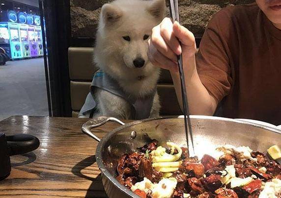 "女子吐槽店主不懂变通,网友:熟的可以进_哈士奇_主人_家人