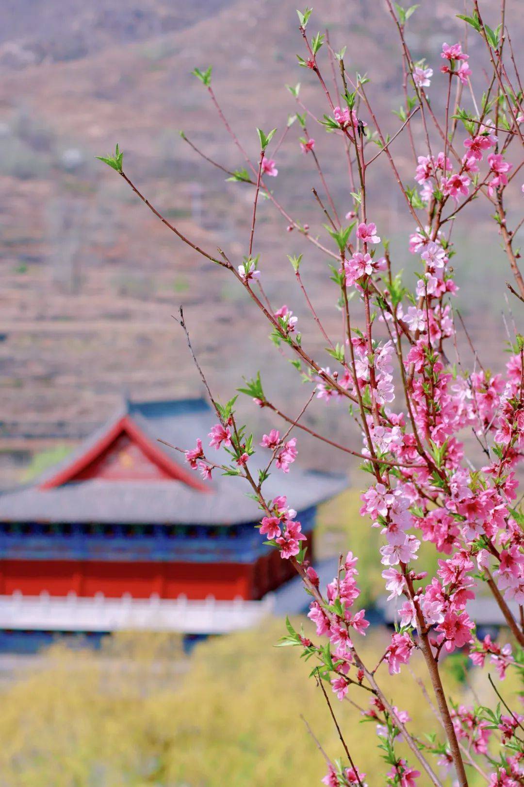 山寺桃花图片欣赏图片