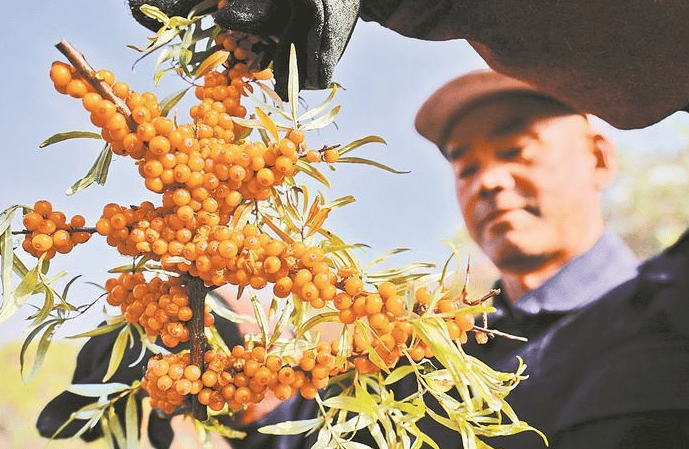 棘小白沙棘原浆是不是最好的,自然之味尽在其中_人们_果实_品质