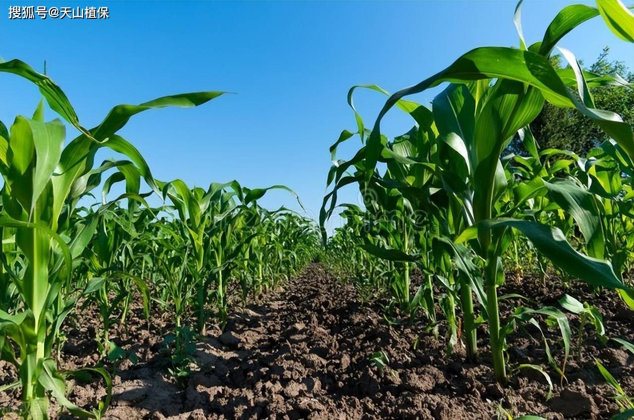 种玉米需要泡种子吗