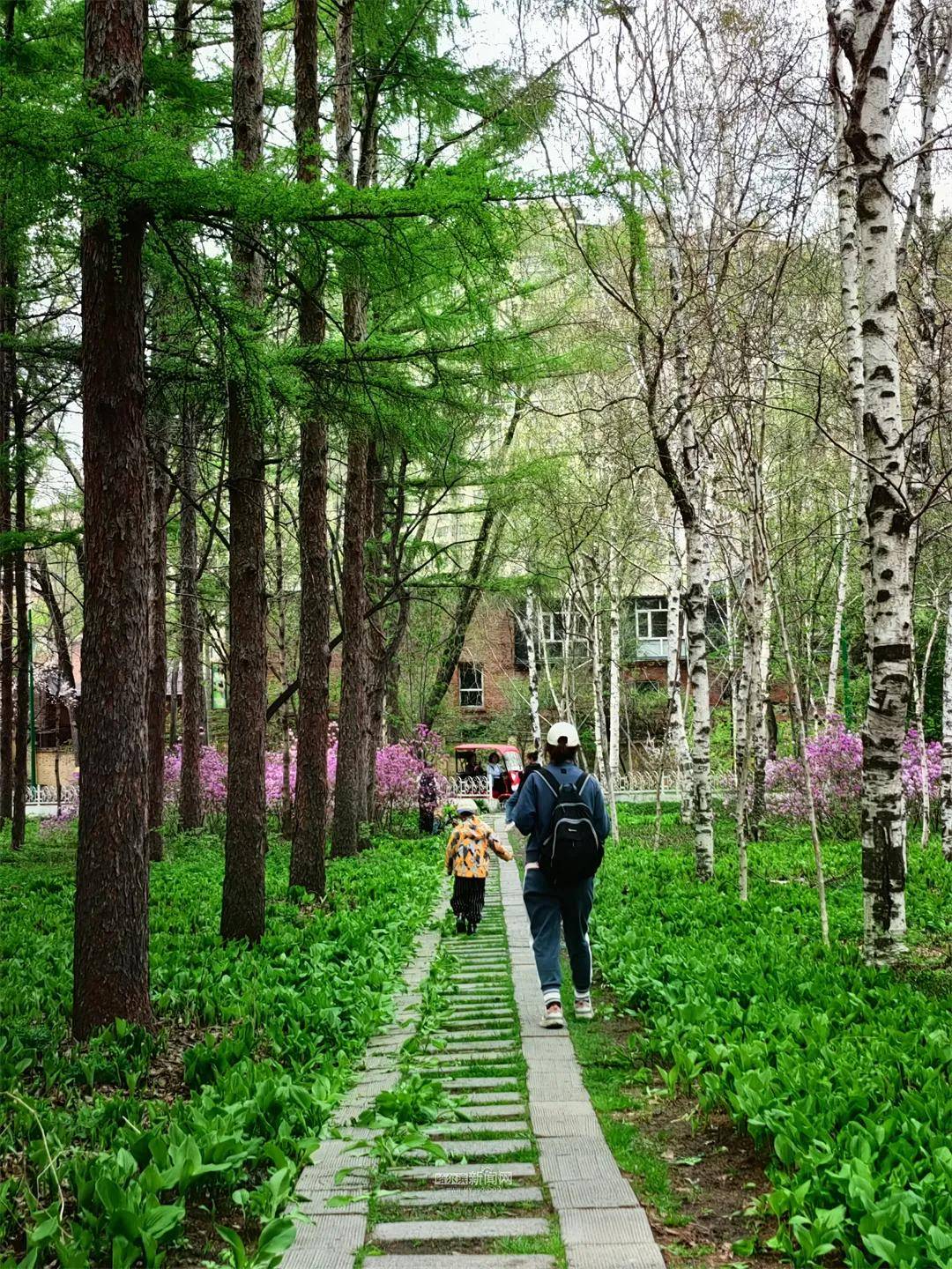 长春森林植物园图片