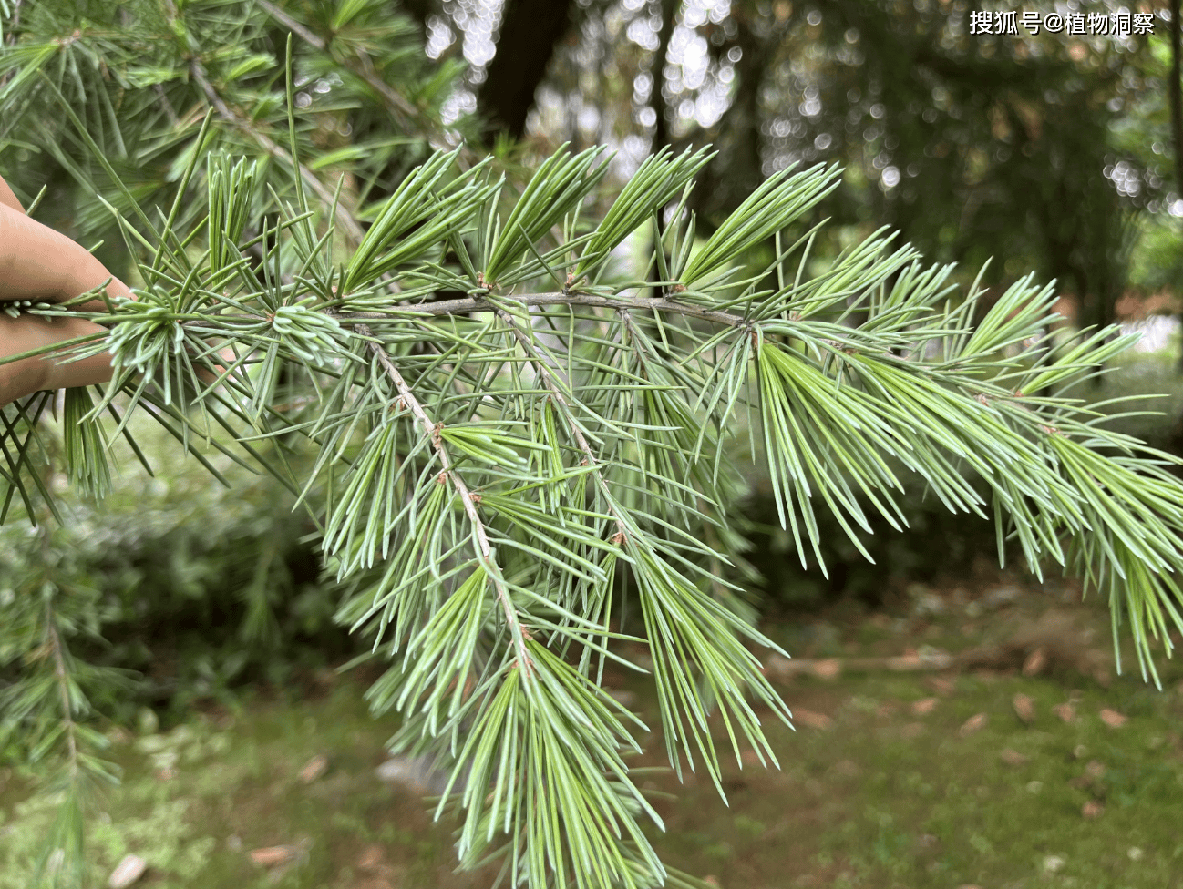 雪松,又称香柏,喜马拉雅雪松,有4大作用,价值极高,农民朋友要了解!