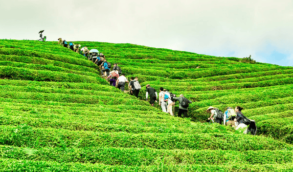 "五一"活动精彩来袭!邀您同游青川七佛贡茶茶博园 一起get新玩法