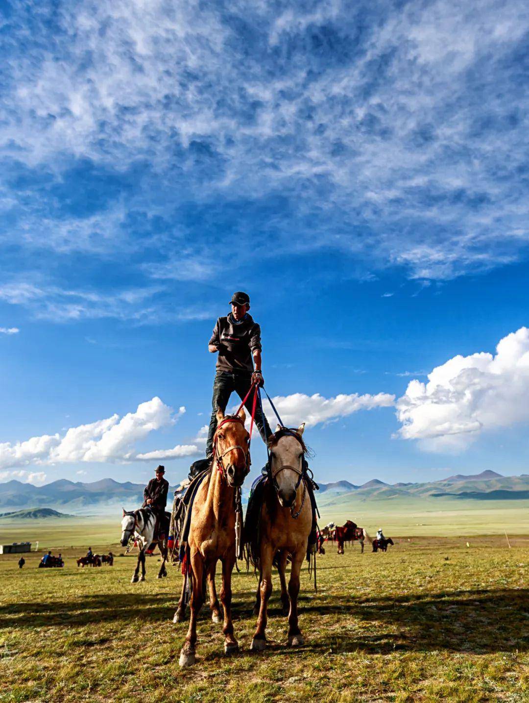 巴音布鲁克_天鹅_在草原上