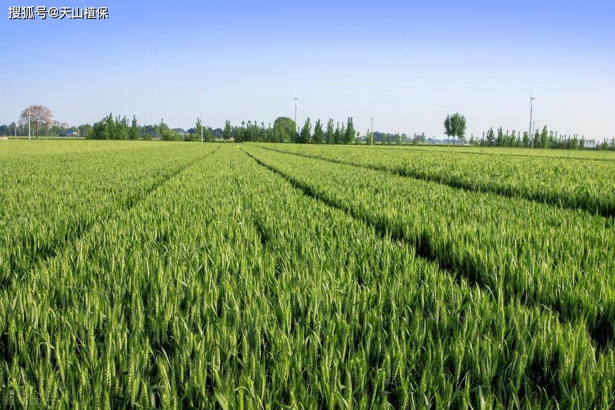 小麦需要什么种植方法