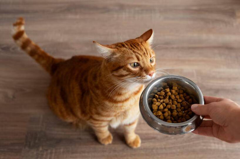 怎么判断选择的猫粮是否适合猫咪的年龄和生活方式 猫粮怎么选