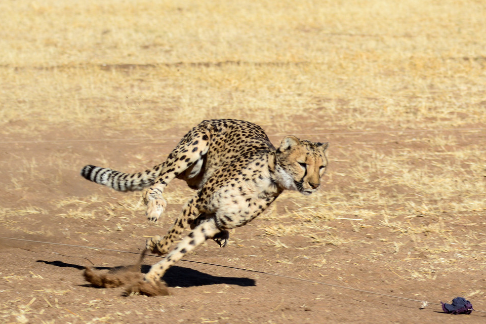 世界速度最快动物,猎豹最高奔跑速度能打到多少?30秒搞定猎物!