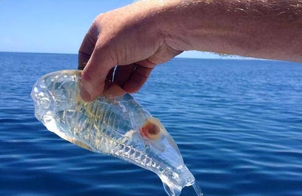 世界上有种会"隐身"的鱼,身体透明似果冻,专家:抓到最好放生