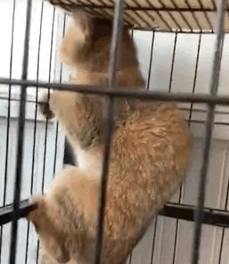 铲屎官为猫咪举办相亲大会,猫咪誓死不从,小表情超搞笑!