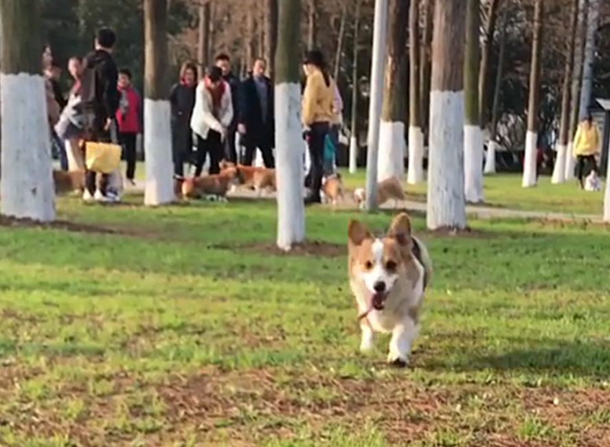柯基把零食藏进花盆,被发现后强装镇定,狗:种瓜得瓜,种肉得肉