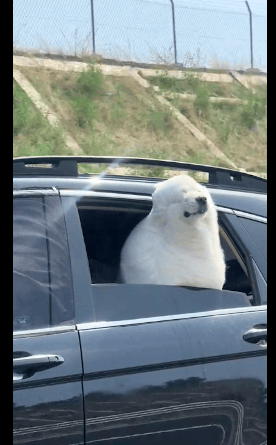 它还挺享受 高速路上萨摩耶将头探出车窗外 都快吹成北极熊了
