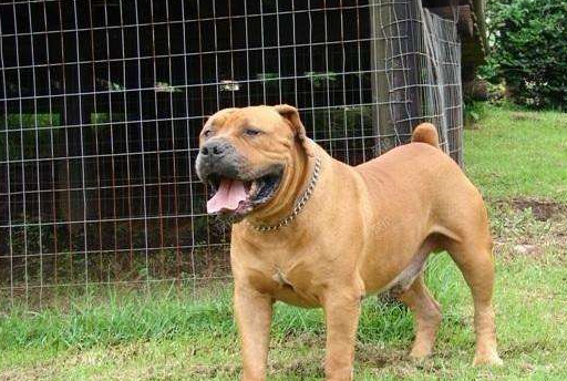 一般情况下獒犬会被用在森林或者是大草原上,它们会捕杀猎物,压实哪个