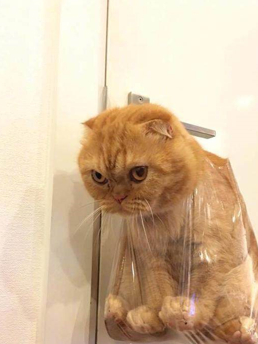 橘猫捣蛋闯祸不停,铲屎官放"大招",一个塑料袋就把猫咪制服_表情_样子